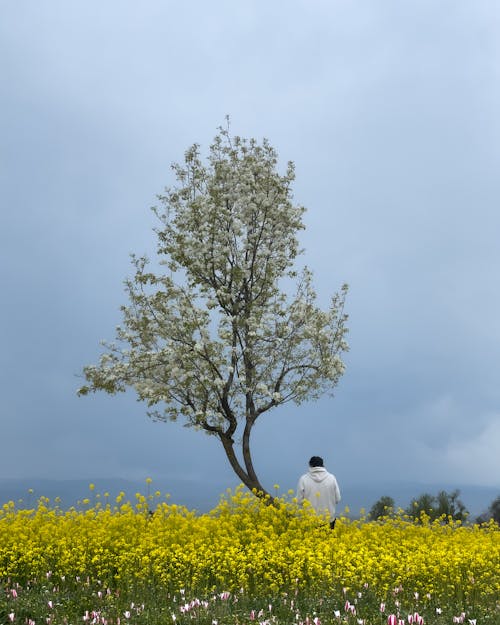 Gratis lagerfoto af blomster, eng, enkelt træ