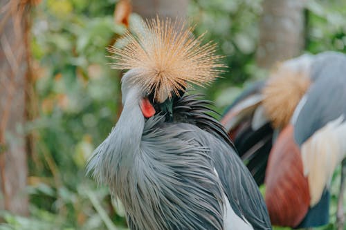 бесплатная Серая и коричневая птица возле зеленого растения Стоковое фото