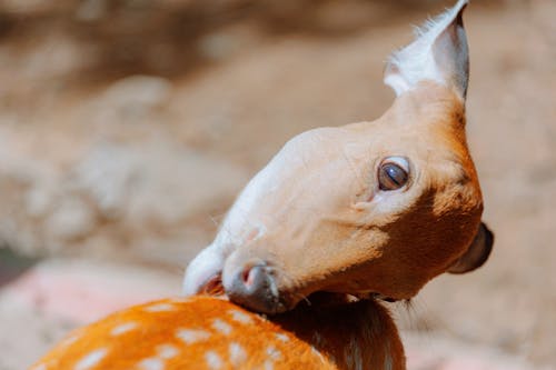 Orange Deer