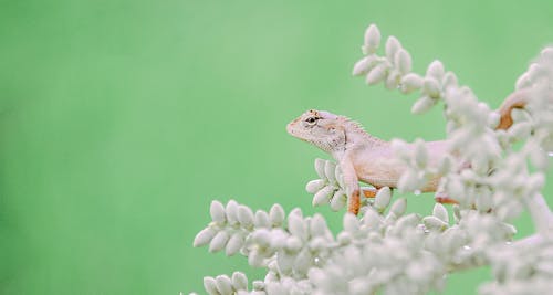 Gray Lizard on Green Plant