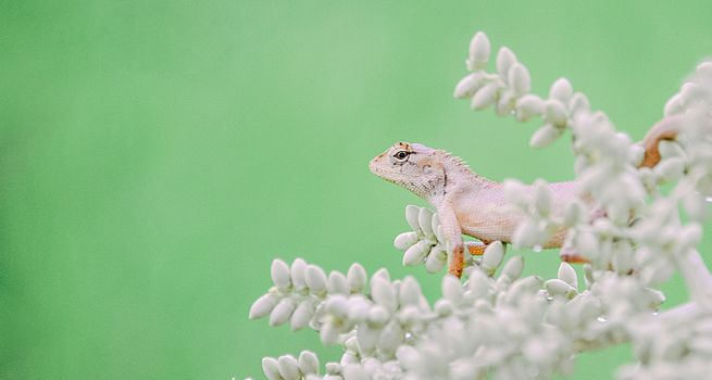 蜥蜴特写于白色花朵上，背景鲜艳