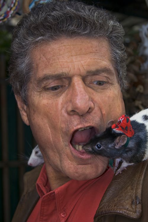 Бесплатное стоковое фото с крысы, птичий рынок