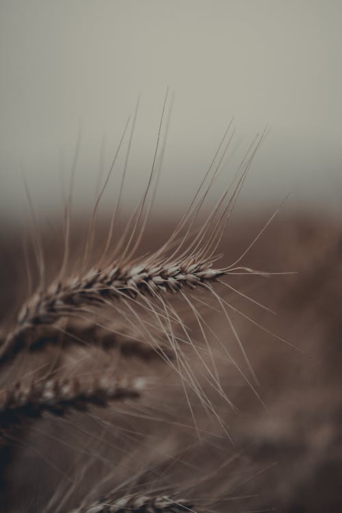 Close-up of Wheat on a Field 
