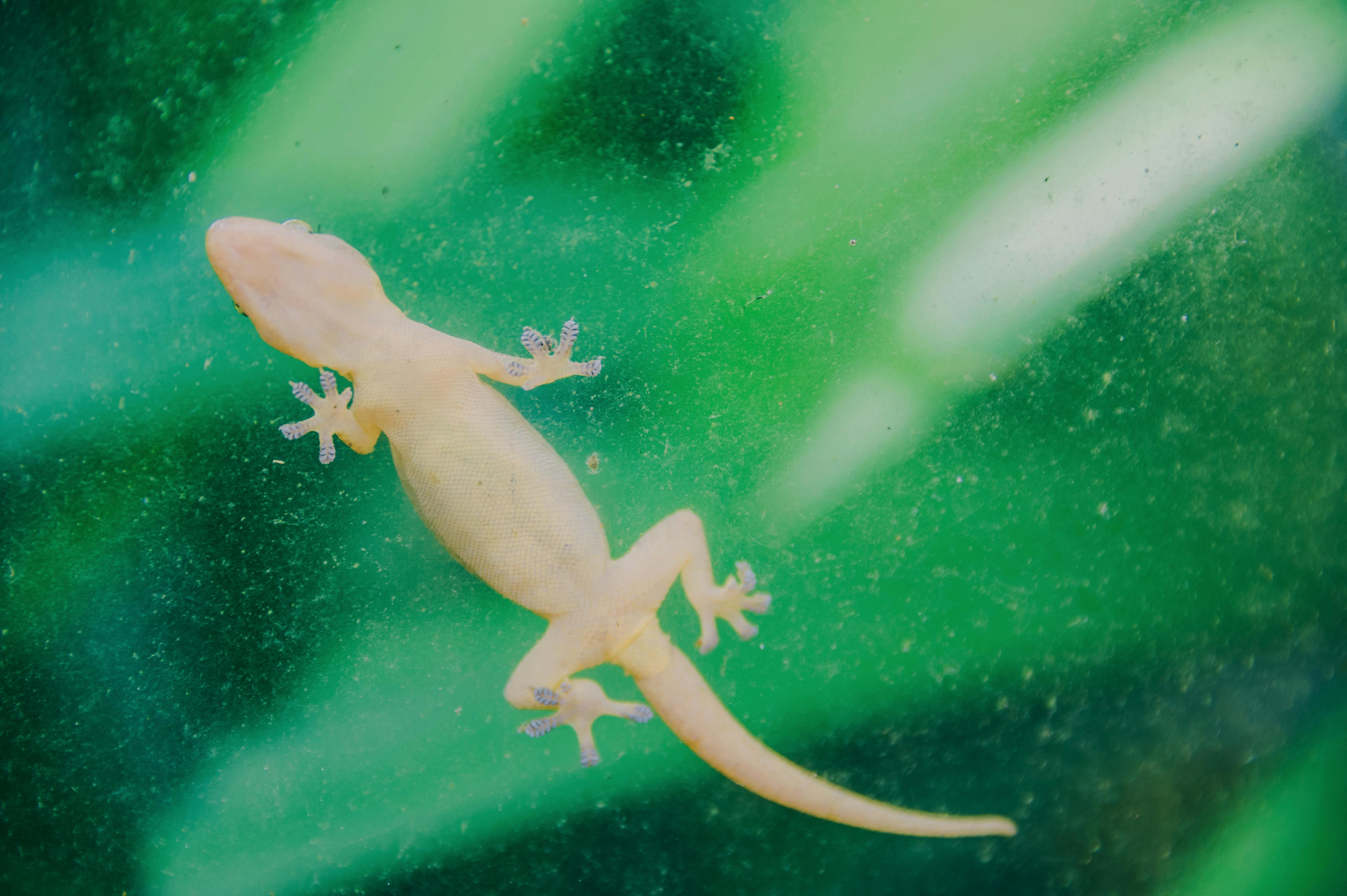 White Lizard · Free Stock Photo