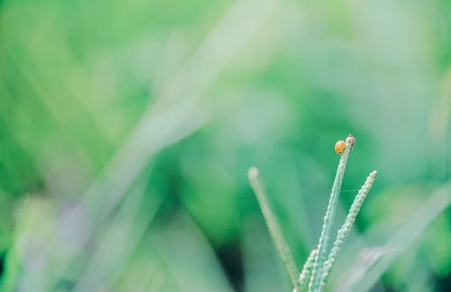 Selective Focus Photography Of Yellow Ladybug On Green Grass