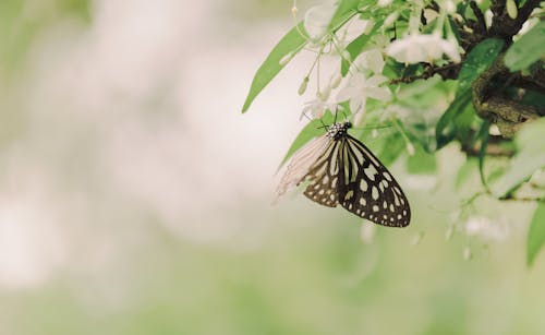 Papierowy Motyl Latawiec