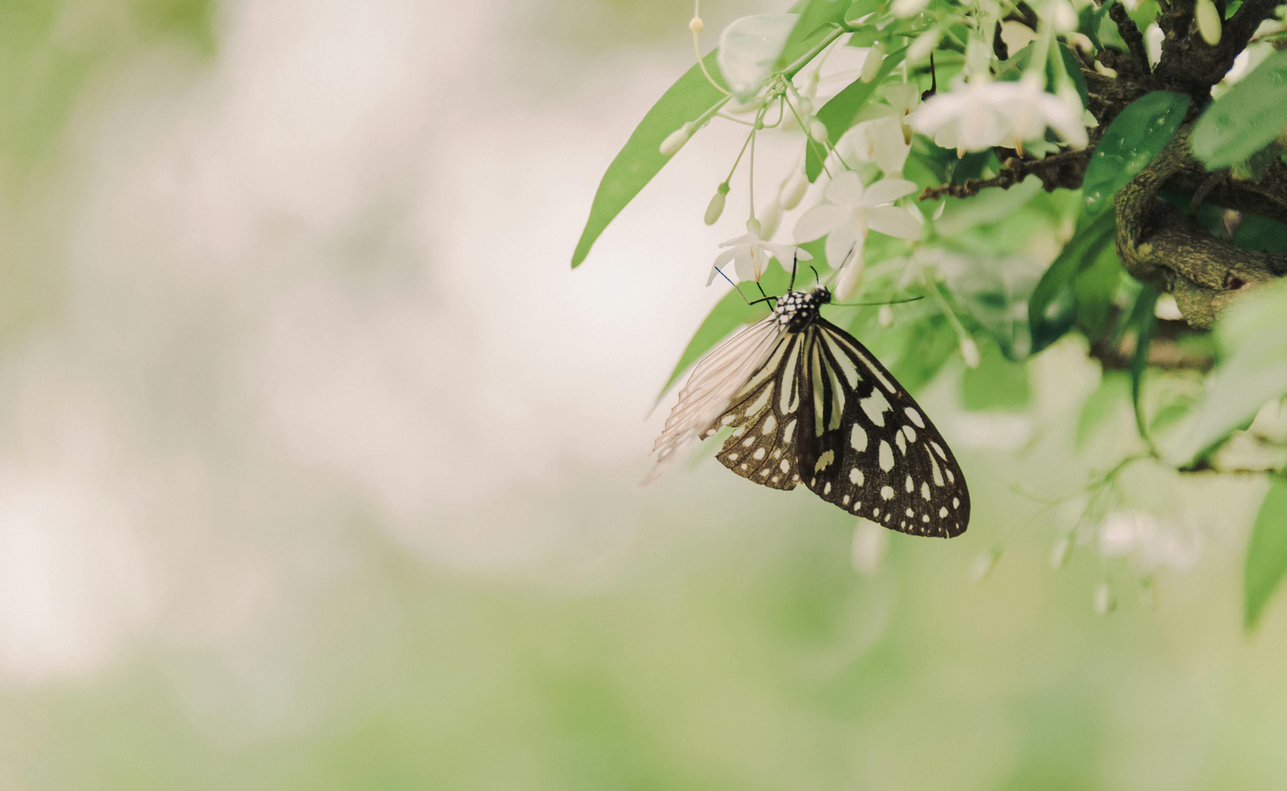 80+ Gambar Bunga Fauna Terbaik 80+ Gambar Bunga Fauna Terbaik