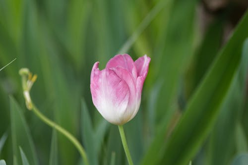 Foto stok gratis alam, berwarna merah muda, bidang