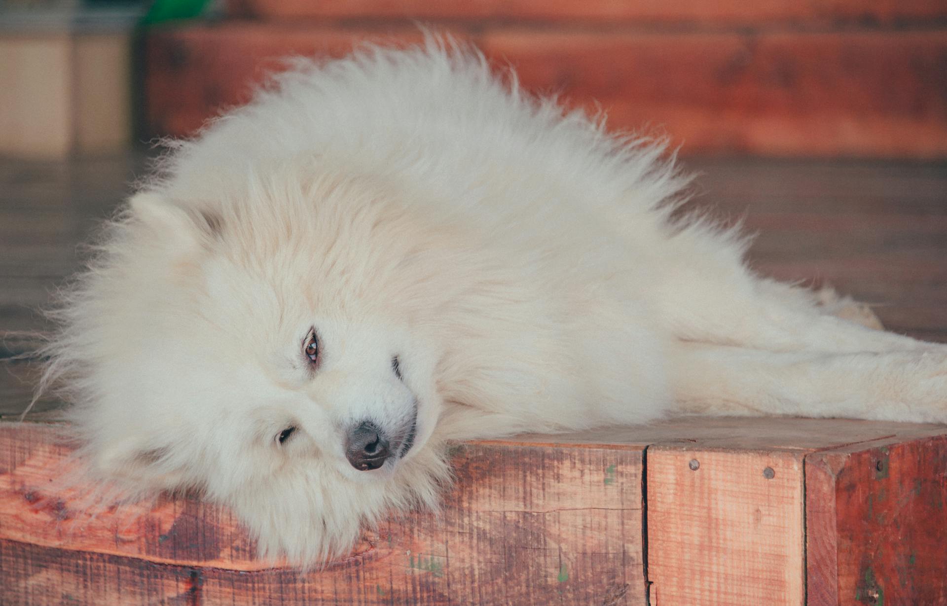 Close-Up Photo of Samoyed Dog Laying On Wooden Surface