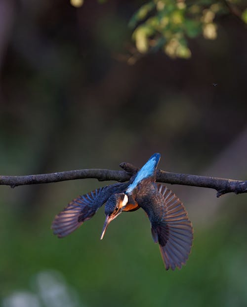 Foto d'estoc gratuïta de animal, au, branca