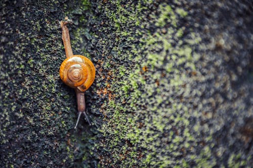 무료 갈색 달팽이 스톡 사진