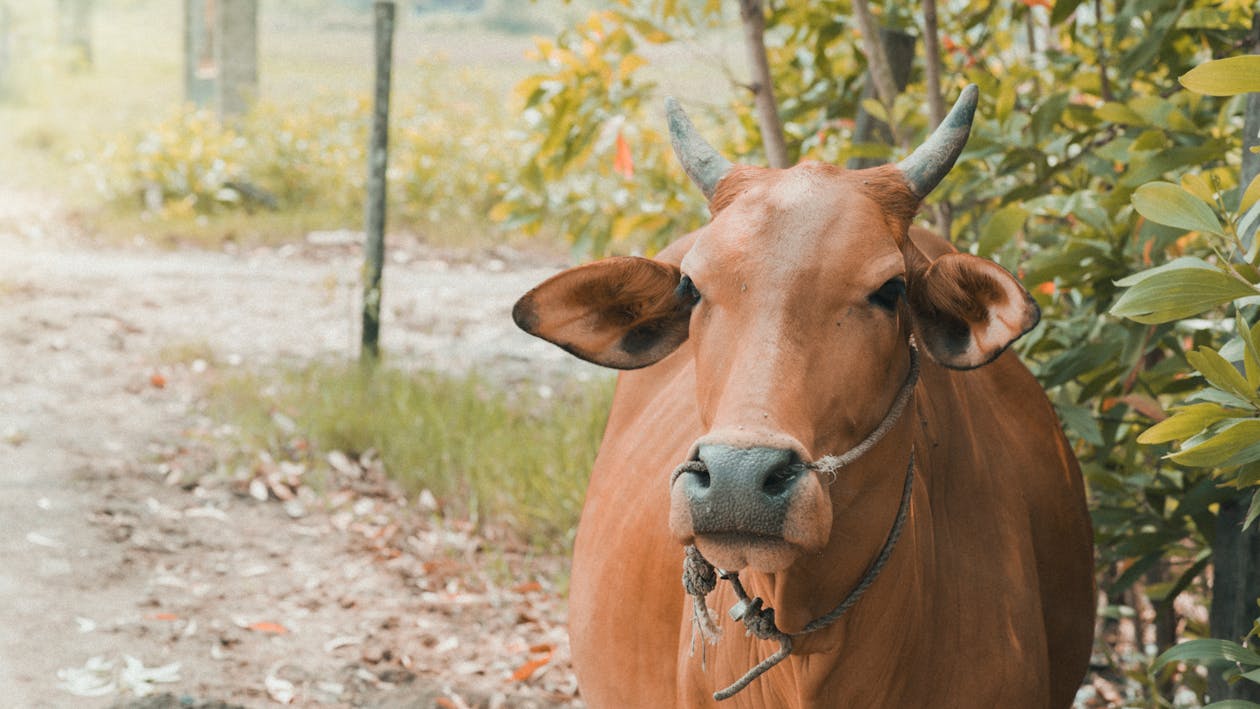 Brown Cow Standing Near Plants