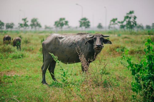 Búfalo De Agua