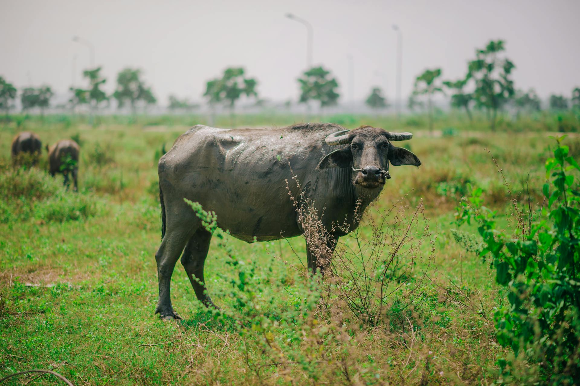 Water Buffalo