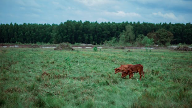 两只牛在绿色牧场的森林背景下安静地吃草