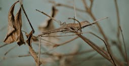 一只蜥蜴在干燥的树叶和树枝间伸展的特写