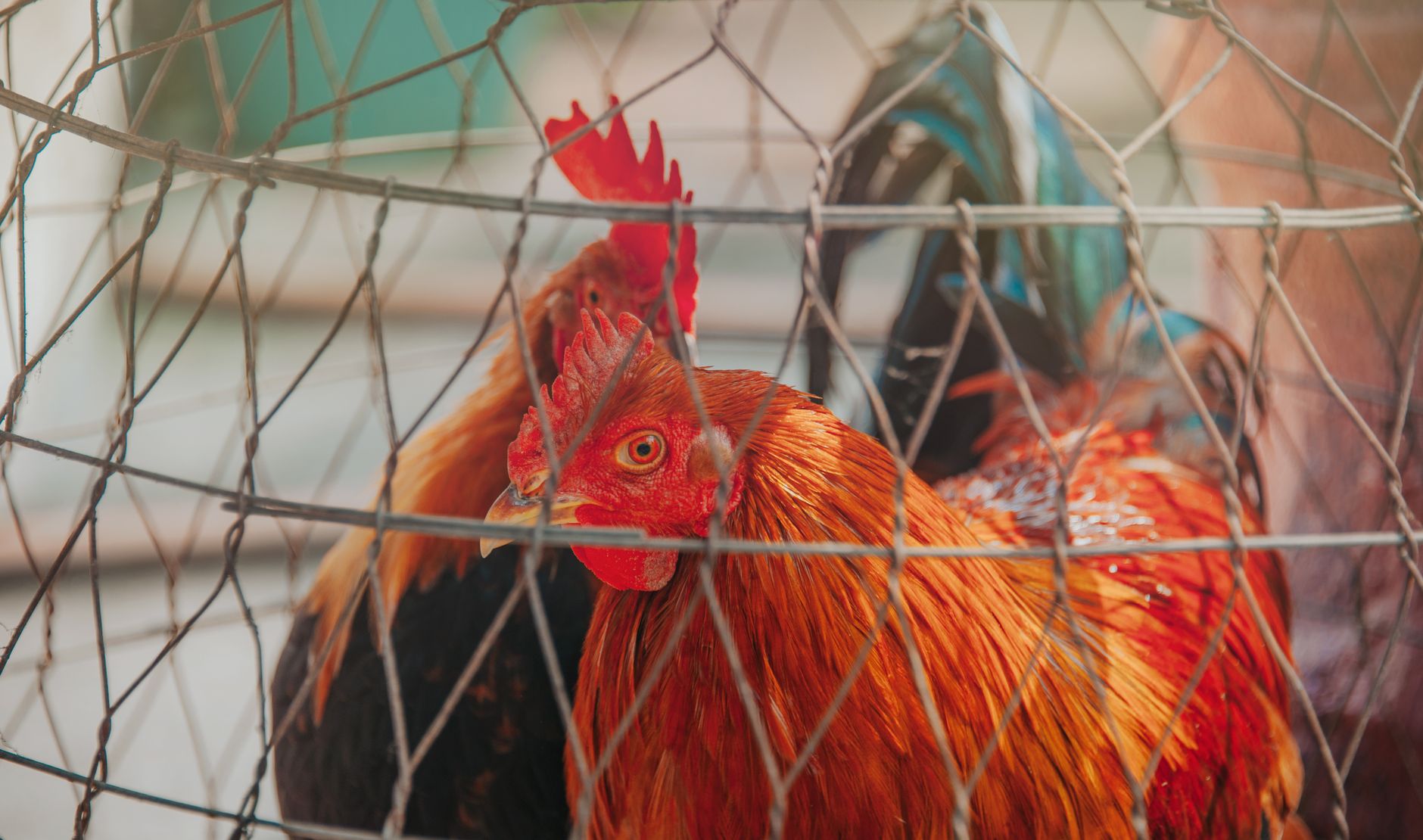 Vibrant rooster in wire cage on a farm, showcasing domestic poultry life.