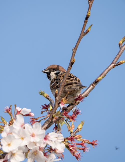 Sparrow on Branches with Spring Blossoms