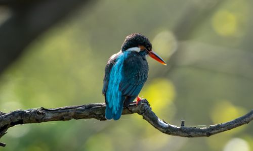 Free Close-up of a colorful kingfisher perched on a branch with a blurred natural background. Stock Photo