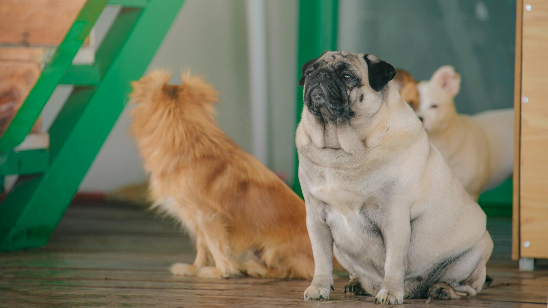 Pug Selective Focus Photo