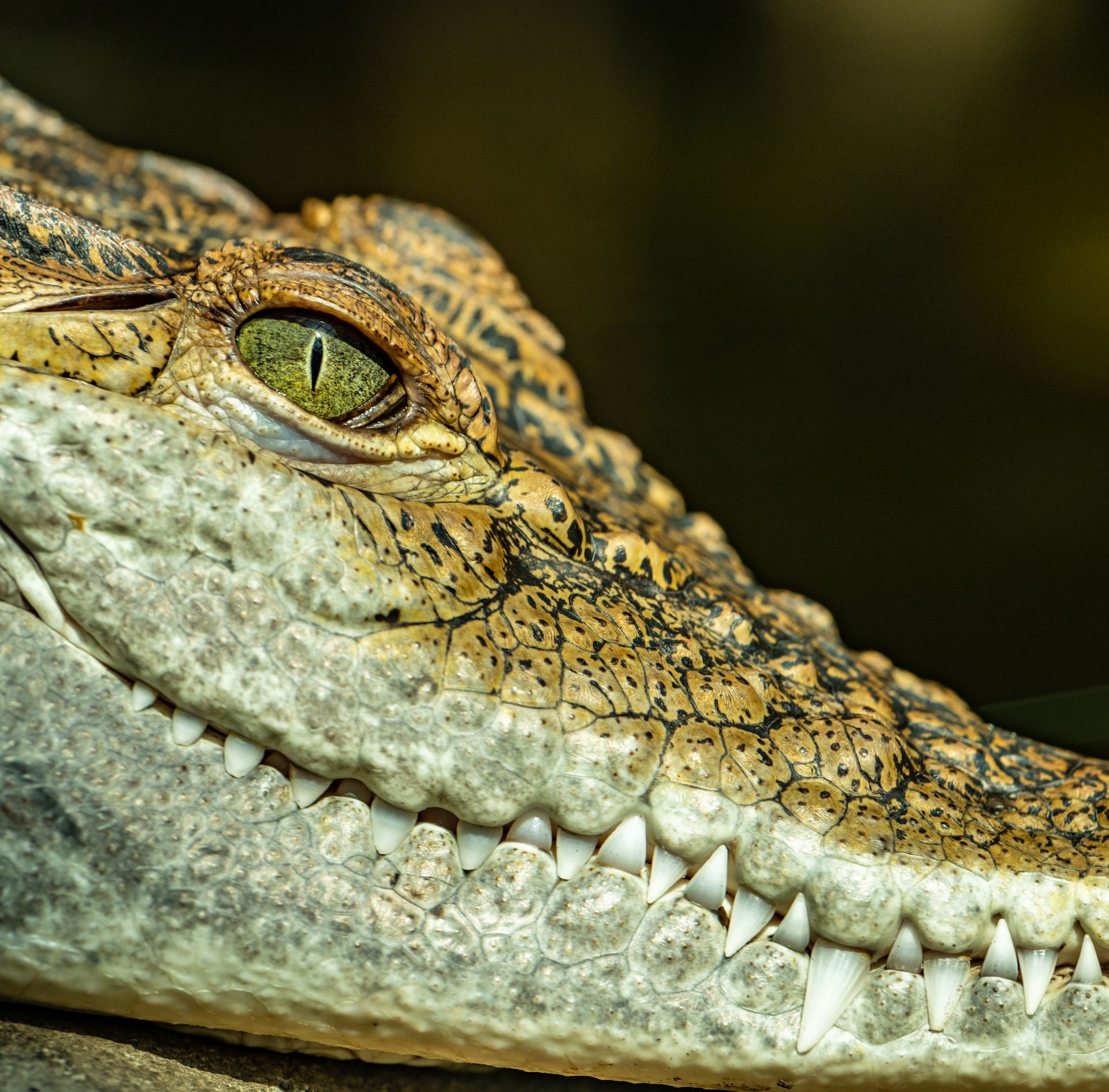 Close-up of a Crocodile Head