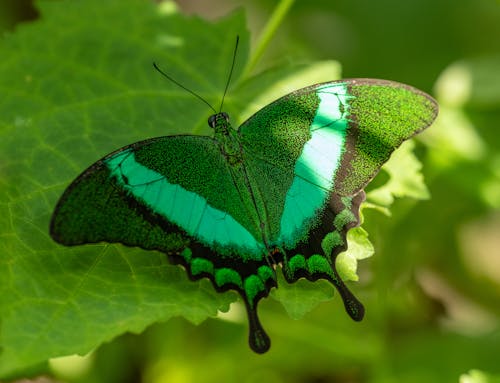 Foto d'estoc gratuïta de animal, fons de pantalla, fulla