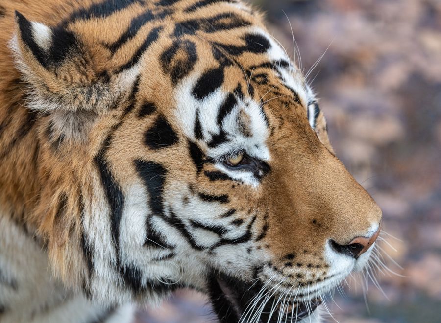 Close portrait of a Bengal tiger looking towards the camera