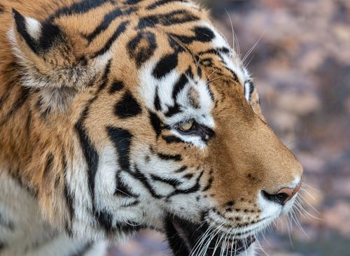 Free Detailed close-up of a tiger's face showcasing its striking patterns and fierce gaze in the wild. Stock Photo