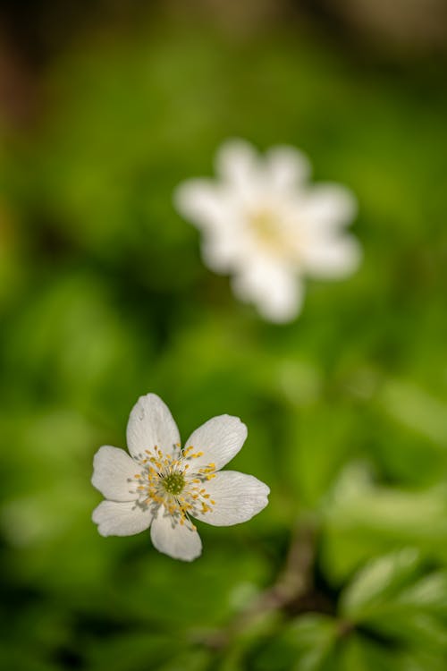 Darmowe zdjęcie z galerii z anemonoides nemorosa, białe płatki, flora