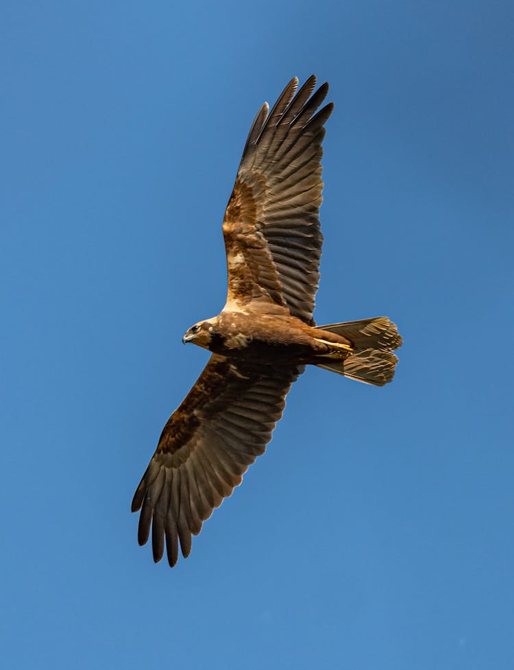 Eurasian Marsh Harrier On The Background Of A Blue Sky 