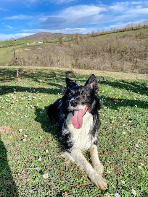 Border Collie Lying Down on Grass