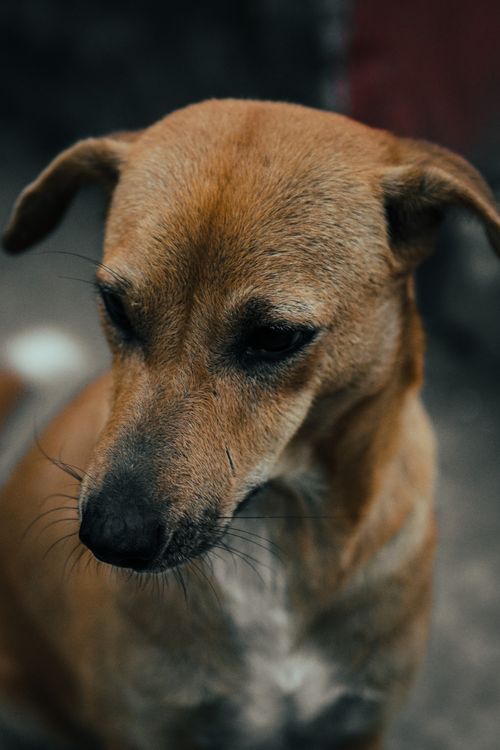 Free A close-up shot of a brown dog with a thoughtful expression on its face. Stock Photo