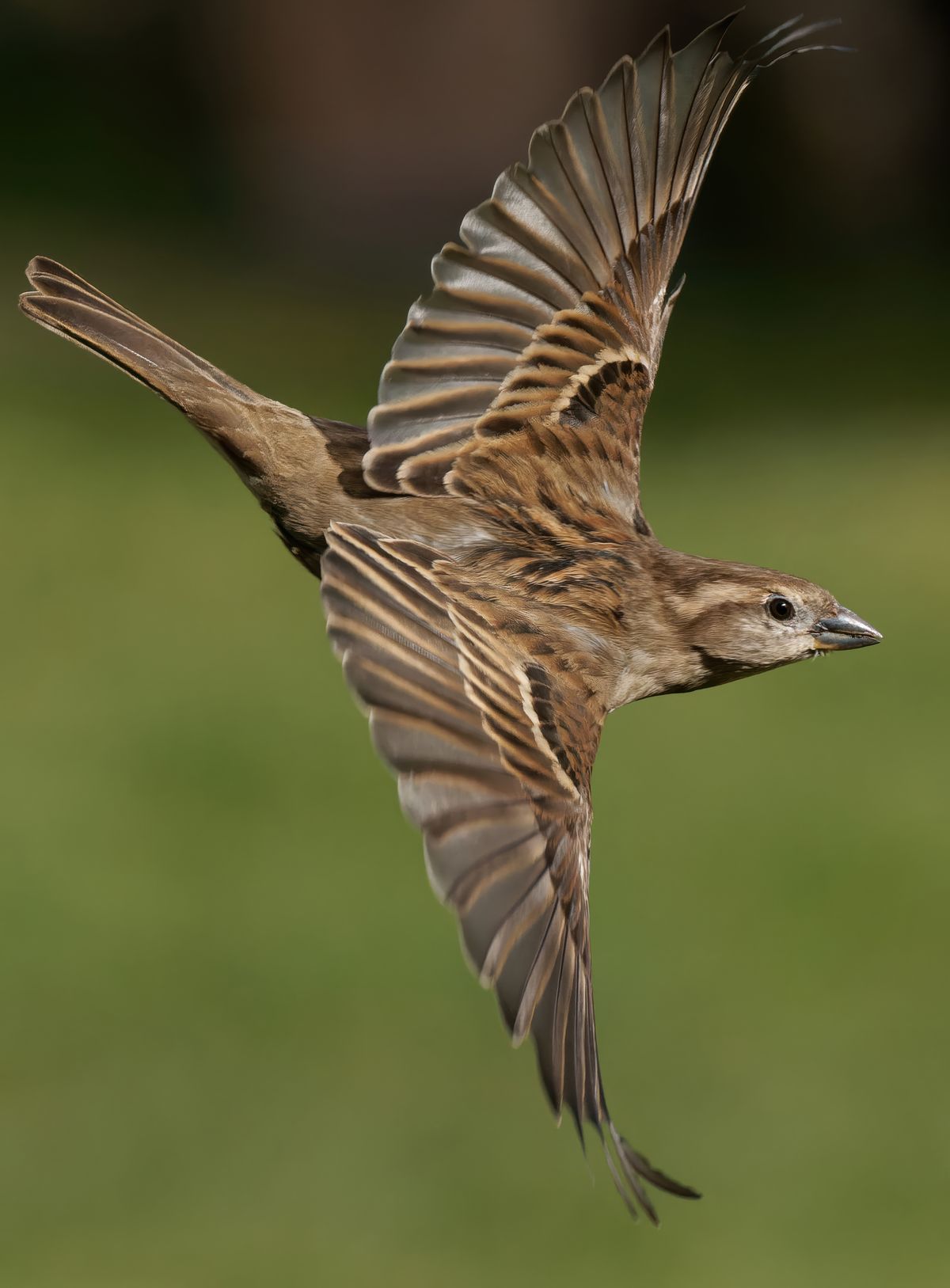 Burung pipit terbang