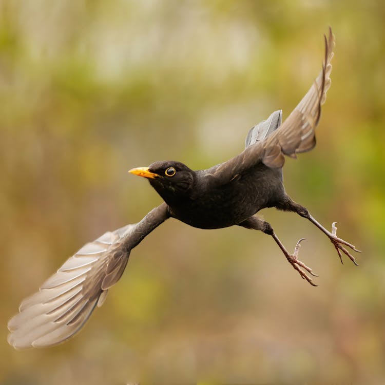 Close-up Of A Flying Blackbird