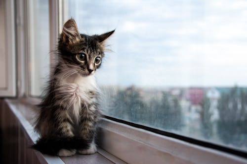 Foto stok gratis ambang jendela, anak kucing, binatang