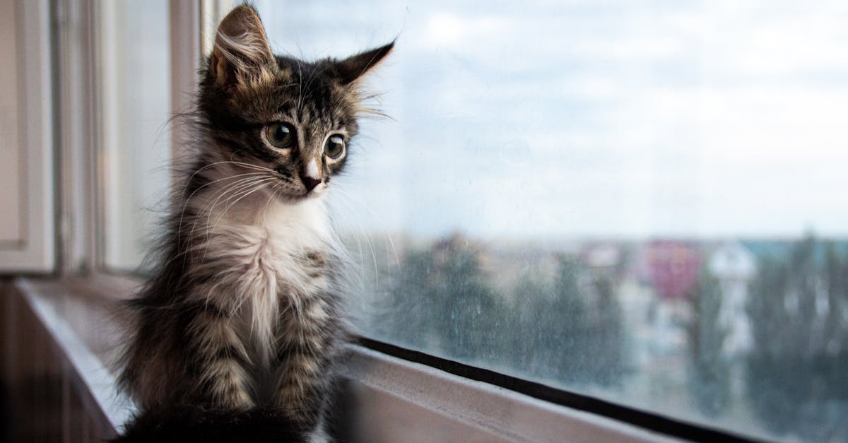 Kitten On Windowsill Free Stock Photo kitten-on-windowsill-free-stock-photo