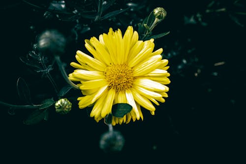Безкоштовне стокове фото на тему «бутонізація, декоративний, жовта квітка»