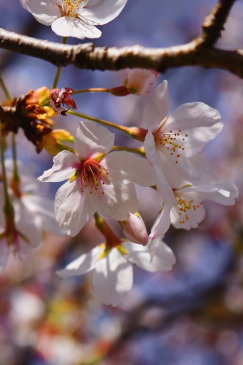 Free Close-up of delicate cherry blossoms in full bloom, capturing the essence of spring. Stock Photo