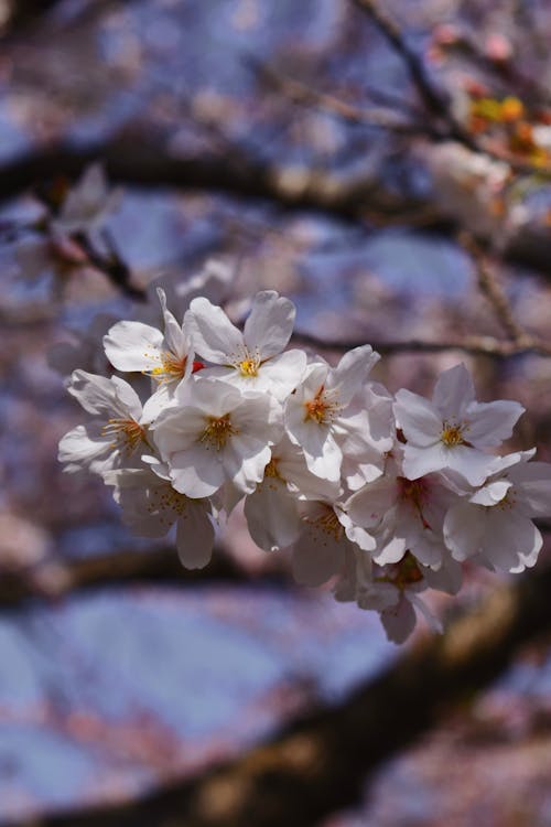 Free Close-up of Cherry Blossom  Stock Photo