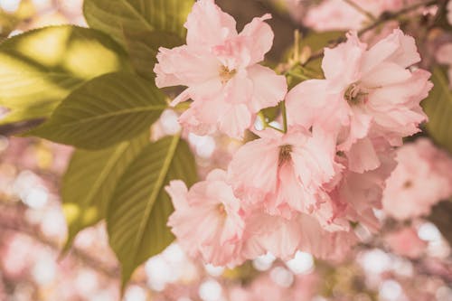 Fotobanka s bezplatnými fotkami na tému čerstvý, jar, kvety ovocných stromov