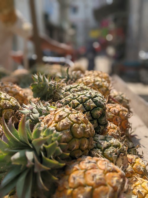 ananaslar, dikey atış, güneşli içeren Ücretsiz stok fotoğraf