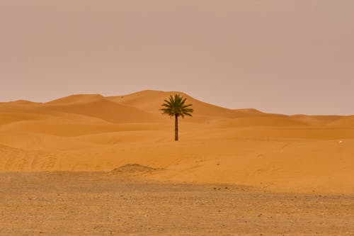 Single Palm Tree in Sandy Desert