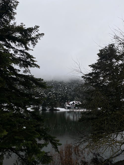 Trees near Lake with Building behind in Black and White