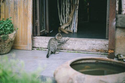 Безкоштовне стокове фото на тему «дверний отвір, кішка, тварина»
