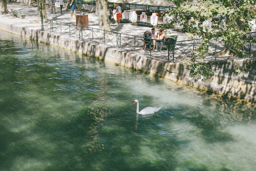 A Swan on Water 