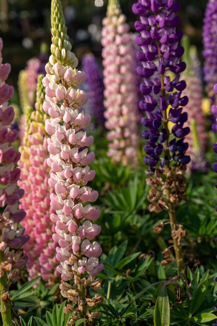 Close Up Of Colorful Flowers