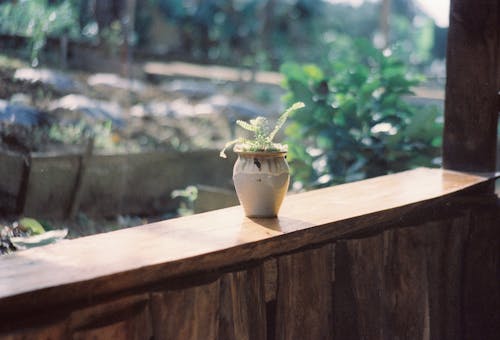 Základová fotografie zdarma na téma detail, dřevěný, rostlina
