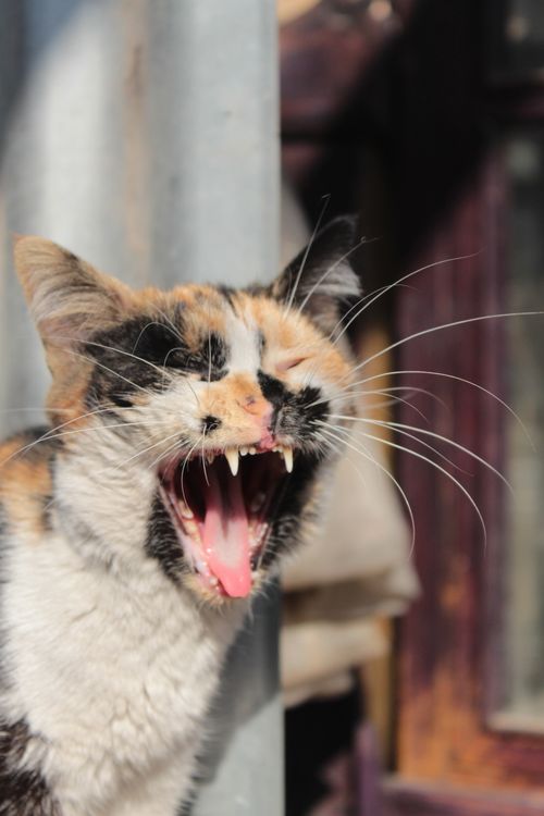 Free A calico cat caught mid-yawn in a sunlit outdoor setting, showcasing its vivid fur patterns. Stock Photo