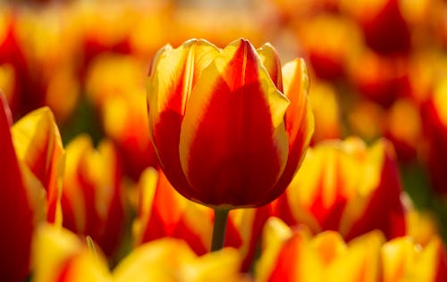Close-up of a Bright Red and Yellow Tulip on a Tulip Field 
