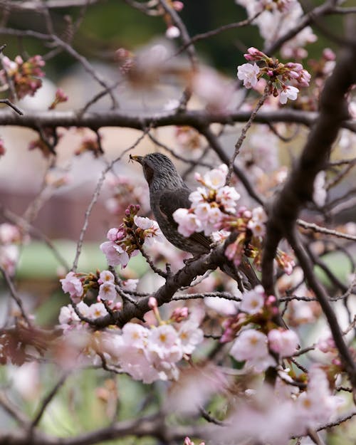 Foto profissional grátis de árvore de cereja, ave, broto